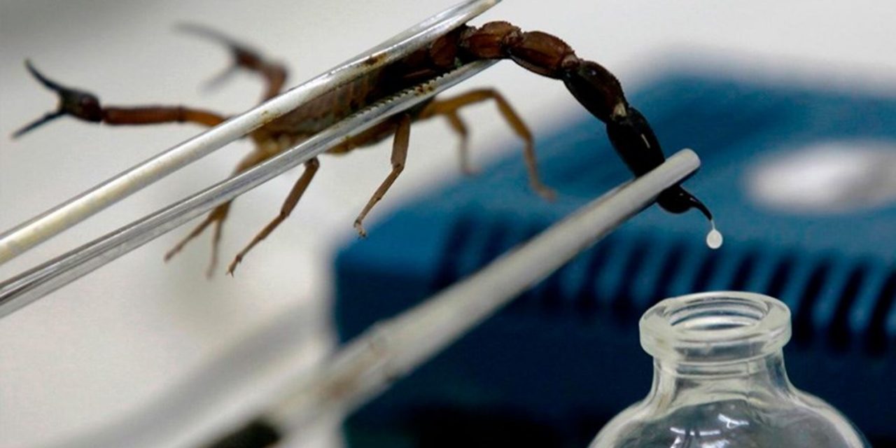 ثورة علمية مرتقبة في مجال استخراج سم العقارب بفضل اختراع مغربي