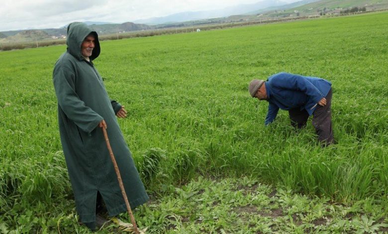 "مامدا" تشرع في صرف تعويضات الفلاحين المتضررين من الجفاف قبل 3 أشهر من موعدها