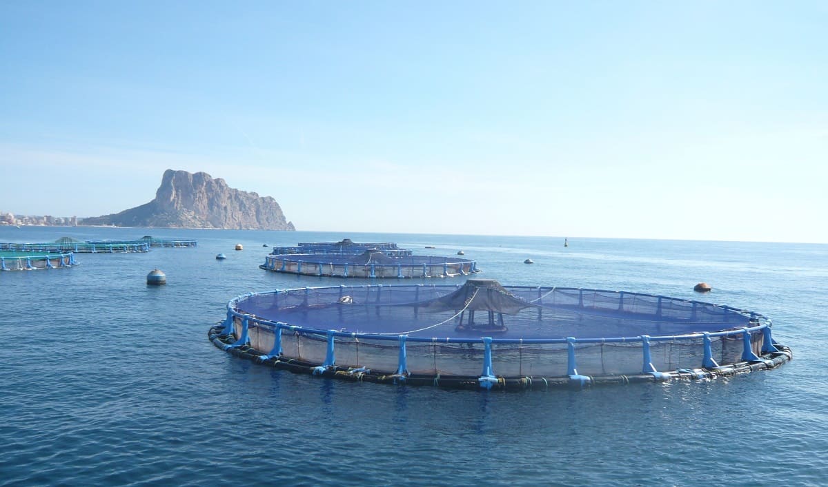  وثيقة.. إسبانيا راسلت المغرب حول مزارع السمك قرب الجزر الجعفرية وأكدت رغبتها في "التعاون وحسن الجوار" 