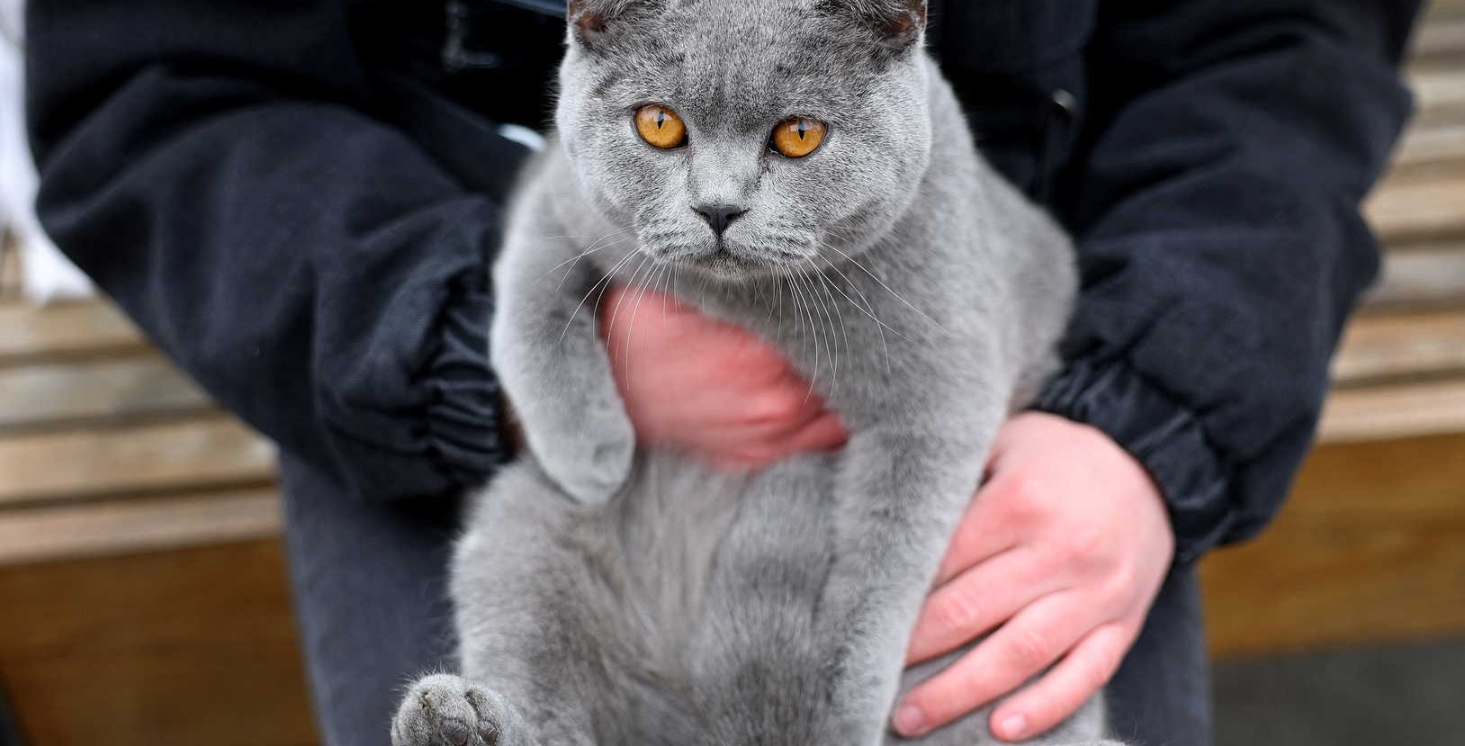  شائعات عن "قطط الجيش الأوكراني" تثير الجدل.. ما حقيقتها؟ 