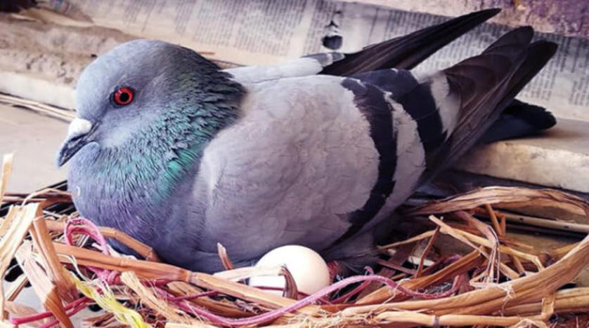 الطيور تبيض قبل الأوان بسبب تغير المناخ