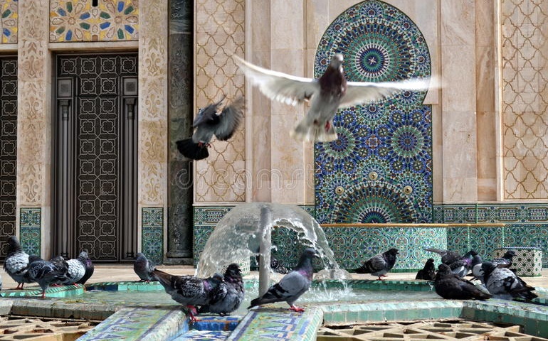  الاستعانة بصقور الشاهين لمكافحة تكاثر الحمام فوق مسجد الحسن الثاني 