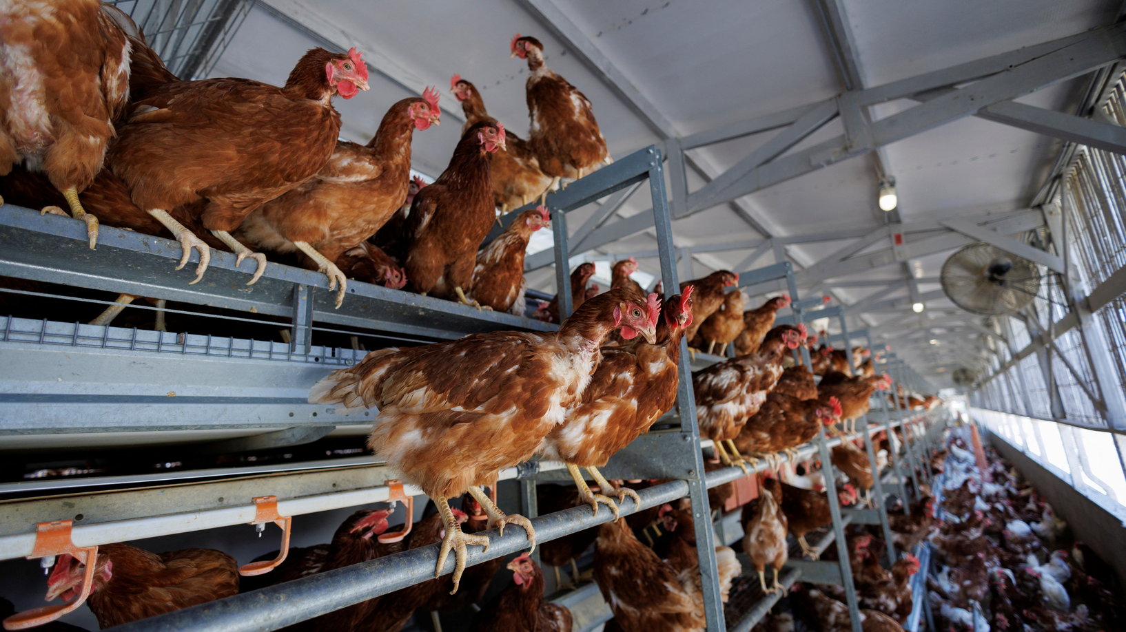 السعودية تحظر استيراد الدواجن من فرنسا