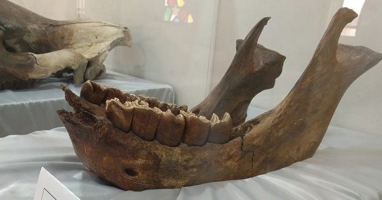  إحباط محاولة تصدير 200 كلغ من العظام الأثرية خلال سنة 2021 