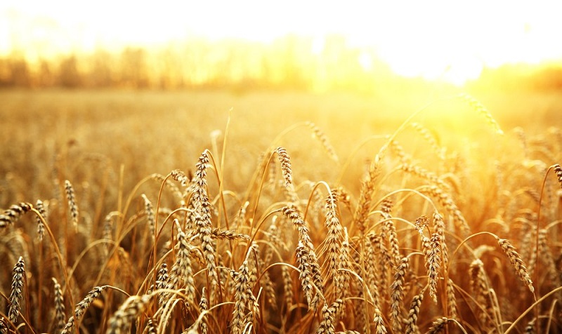 الهند تحظر تصدير القمح بعد تضرر المحاصيل جراء موجة الحر الشديد