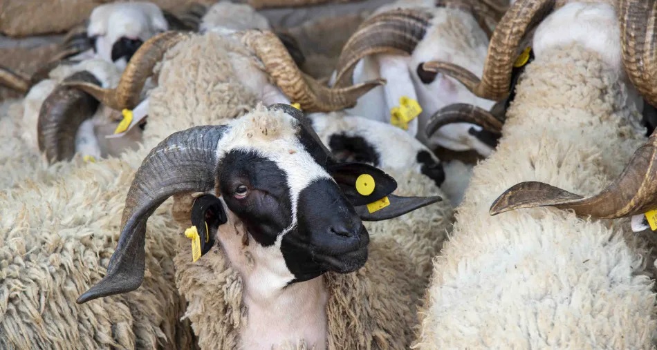  "أونسا" يواصل حملات تلقيح الماشية لتحصين القطيع الوطني 