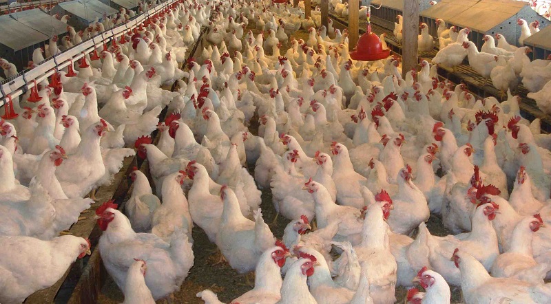 إنفلونزا الطيور.. مرض يهدد قطاع تربية الدواجن بالمغرب