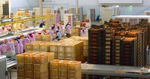 المغرب يَرفع صادراته من الحوامض إلى 735 ألفا و400 طن بنسبة نمو بلغت 42 في المئة