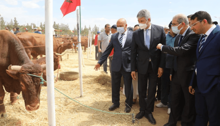 ملتقى "أولماس للتنمية المحلية".. وزير الفلاحة يشرف على تتويج أفضل مربي سلالة أبقار "والماس زعير"