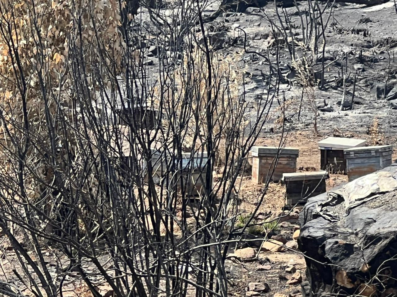 رئيس غرفة الفلاحة بالشمال: حرائق الغابات أتت على أشجار التين والزيتون المثمرة ودمرت تربية النحل وعلى الوزارة التحرك