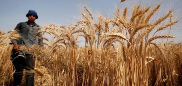 موريتانيا تسعى لتغطية 47 في المائة من احتياجاتها من الحبوب