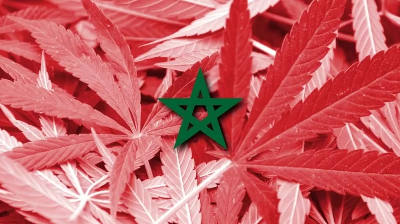 في أحدث تقرير للأمم المتحدة.. المغرب يتربع على عرش العالم كأكثر منتج ومصدر للقنب الهندي