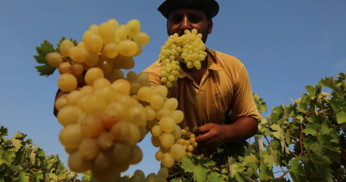  انطلاق موسم حصاد "العنب الدكالي" الذي يقدر بـ 40 ألف طن ويمثل 23 في المائة من الانتاج الوطني 