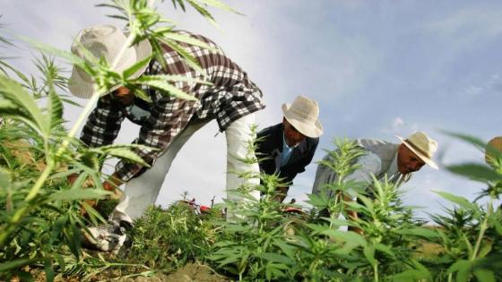  الكروج: زراعة القنب الهندي ستتم على مستوى ثلاث أقاليم فقط 