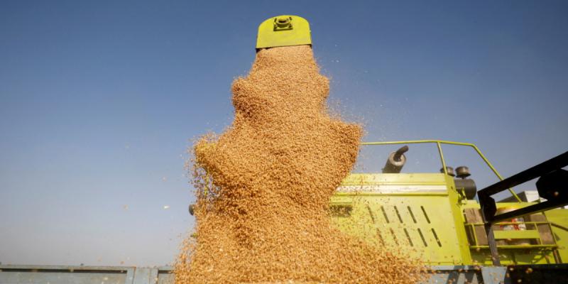  المستفيد الأكبر من "عرقلة" روسيا وصول الحبوب الأوكرانية.. فرنسا ترفع صادراتها من القمح للمغرب والجزائر 