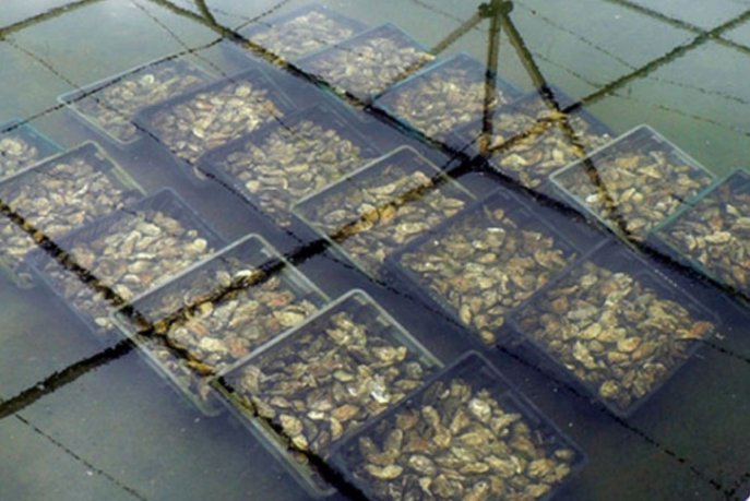 مجلة جون أفريك: بسبب مياه بحرها الغنية بالعوالق النباتية.. مدينة الداخلة تعتبر جنة المحار في المغرب