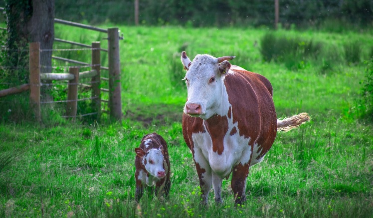 بسبب "جنون البقر".. المغرب يُعلّق رسميا استيراد الماشية ولحومها من بريطانيا وإيرلندا الشمالية