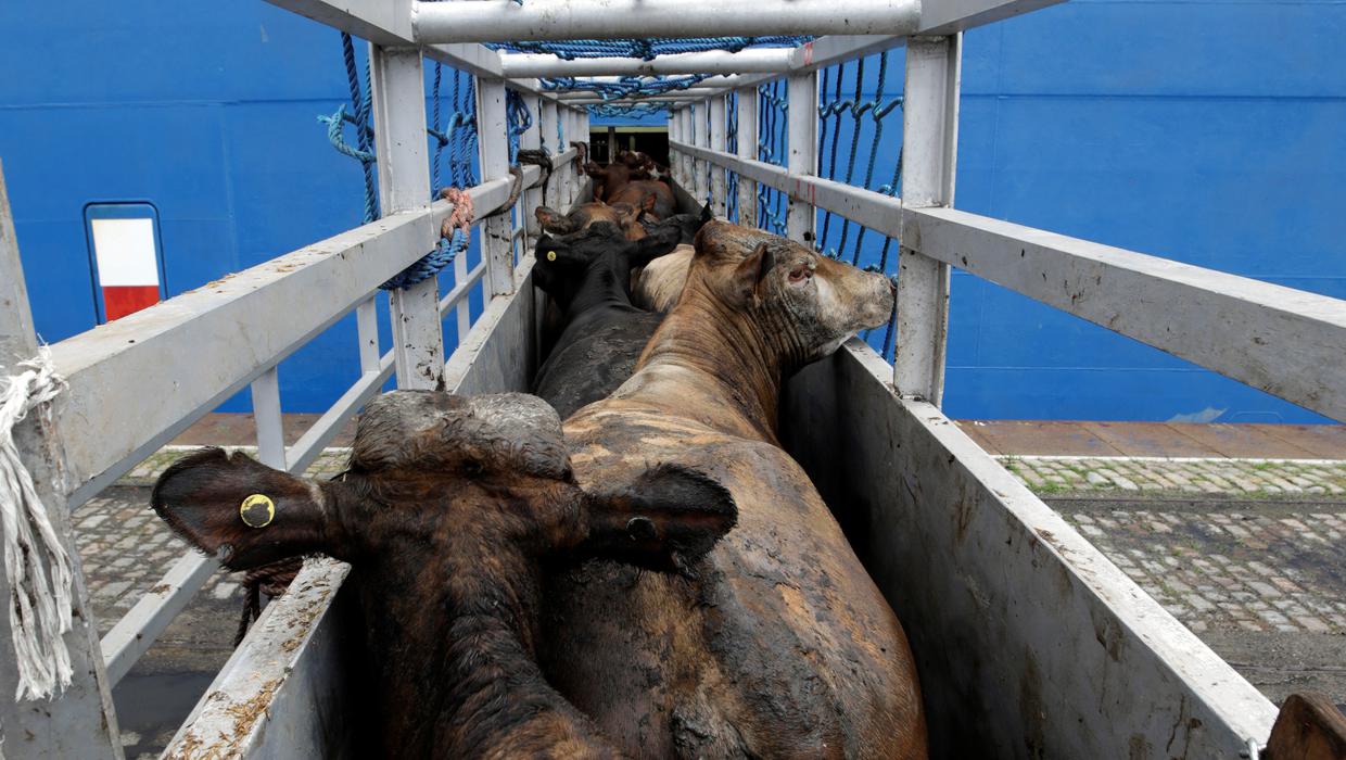  مسؤول برازيلي يكشف موعد وصول شحنة جديدة من أبقار "الزيبو" و"أنغوس" إلى المغرب، ويدعو مزارعي بلده لاستغلال التعريفة الجمركية الصفرية لولوج أسواق المملكة 