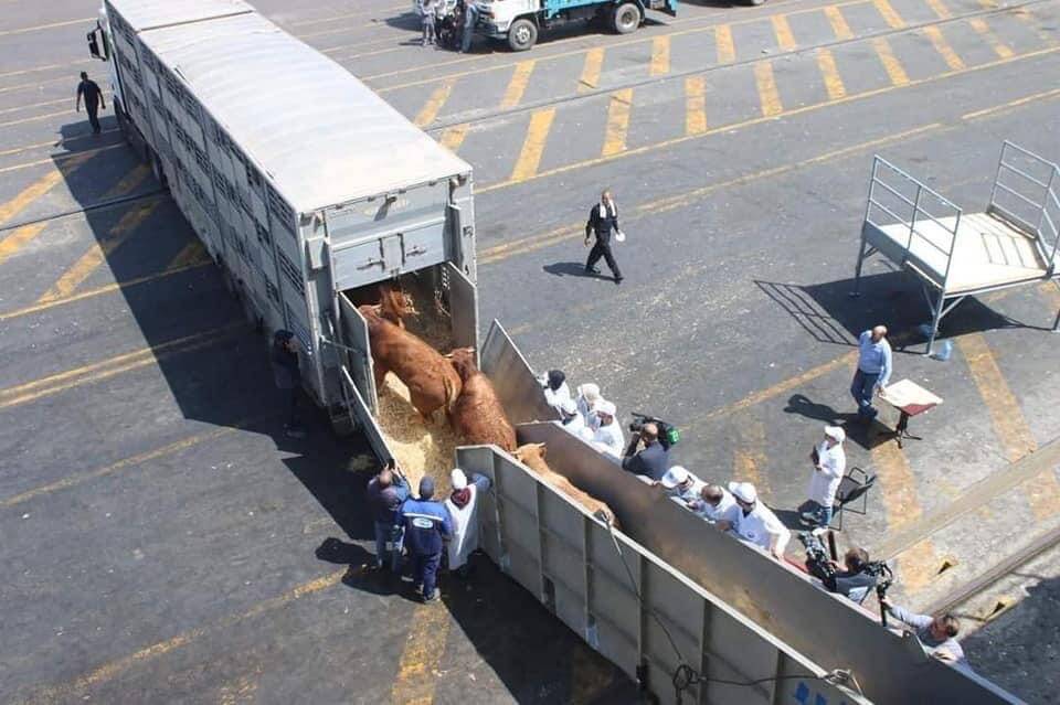 ليست المرة الأولى التي تُستهلك لحومه في المغرب.. السعر والوفرة، دوافع وزارة الفلاحة لاستيراد الجواميس من البرازيل