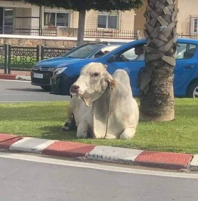  جواميس برازيلية تجوب شوارع الرباط 