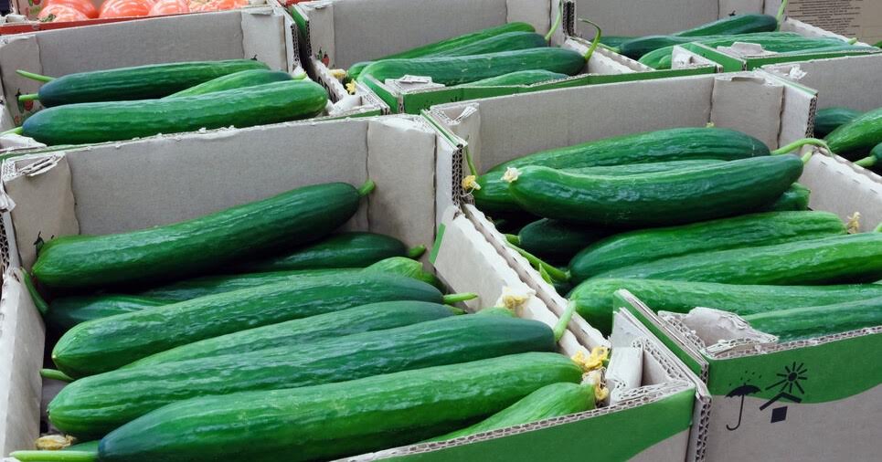  تساؤلات عن جودتها في أسواق المملكة.. البرتغال تُتلف شحنة من الخيار المستورد من المغرب بسبب بقايا المبيدات 