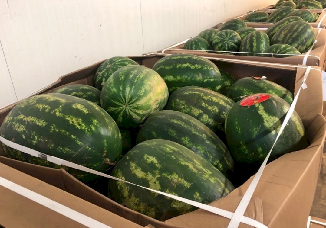  الاستثمارات انتقلت إلى موريتانيا.. أوروبا تتوقع كميات أقل من البطيخ المغربي هذا الصيف بعدما أنهك المخزون المائي 