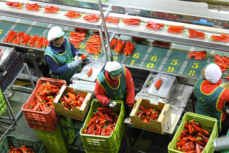  أرقام قياسية.. أكثر من 60 بالمائة من واردات إسبانيا من الخضر والفواكه في 2022 مصدرها المغرب 