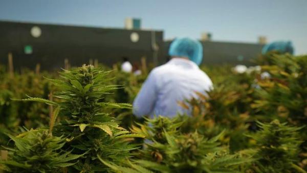 بنما ترخص تصنيع مشتقات القنب الهندي للاستخدام الطبي