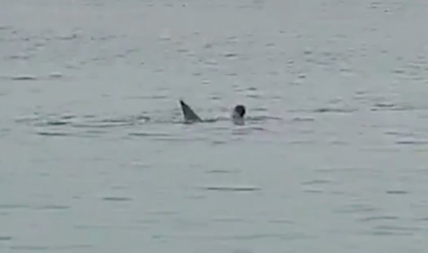  مقتل سائح روسي في هجوم سمكة قرش بشواطئ الغردقة في مصر (فيديو) 