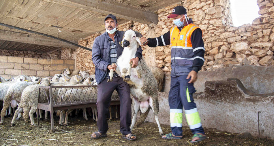  قبل عيد الأضحى.. وزارة الفلاحة تُتلف 420 رأسا من الأغنام وتؤكد سلامة القطيع وتجاوز العرض للطلب 