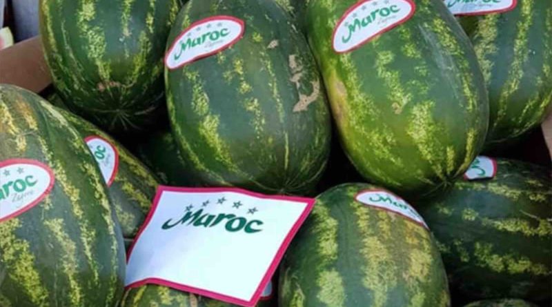  رغم أزمة الماء التي حذر منها الملك.. صادرات المغرب من البطيخ ترتفع بـ44 مليون كيلوغرام في عام واحد والبرلمان يدق ناقوس الخطر 