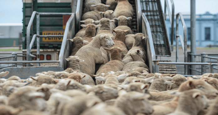 لعدم ملاءمة شروطها الصحية والإنسانية للحيوان.. أستراليا ترجئ النظر في طلب المغرب استيراد آلاف رؤوس الأغنام 