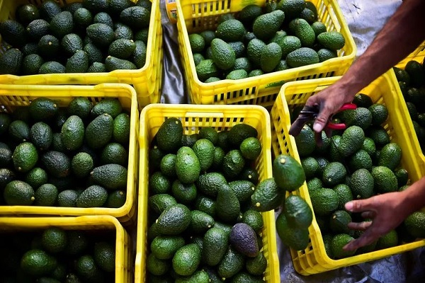  رغم أزمة الجفاف وندرة المياه.. المغرب يضاعف صادراته من الأفوكادو إلى السوق الإسبانية 