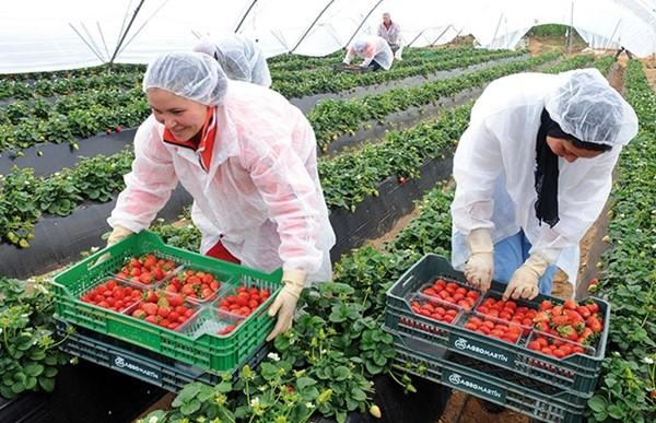  أوروبا قلقة من تأثيرات العواصف على وارداتها من المنتوجات الفلاحية القادمة من المملكة المغربية 