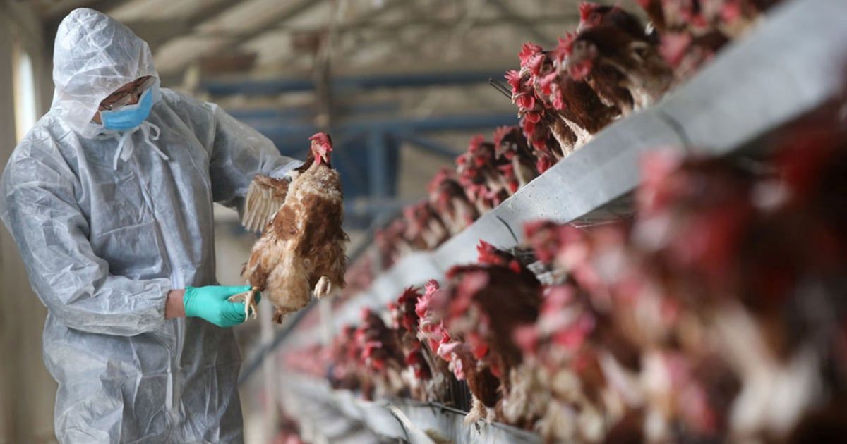 اليابان ترصد إصابات جديدة بإنفلونزا الطيور