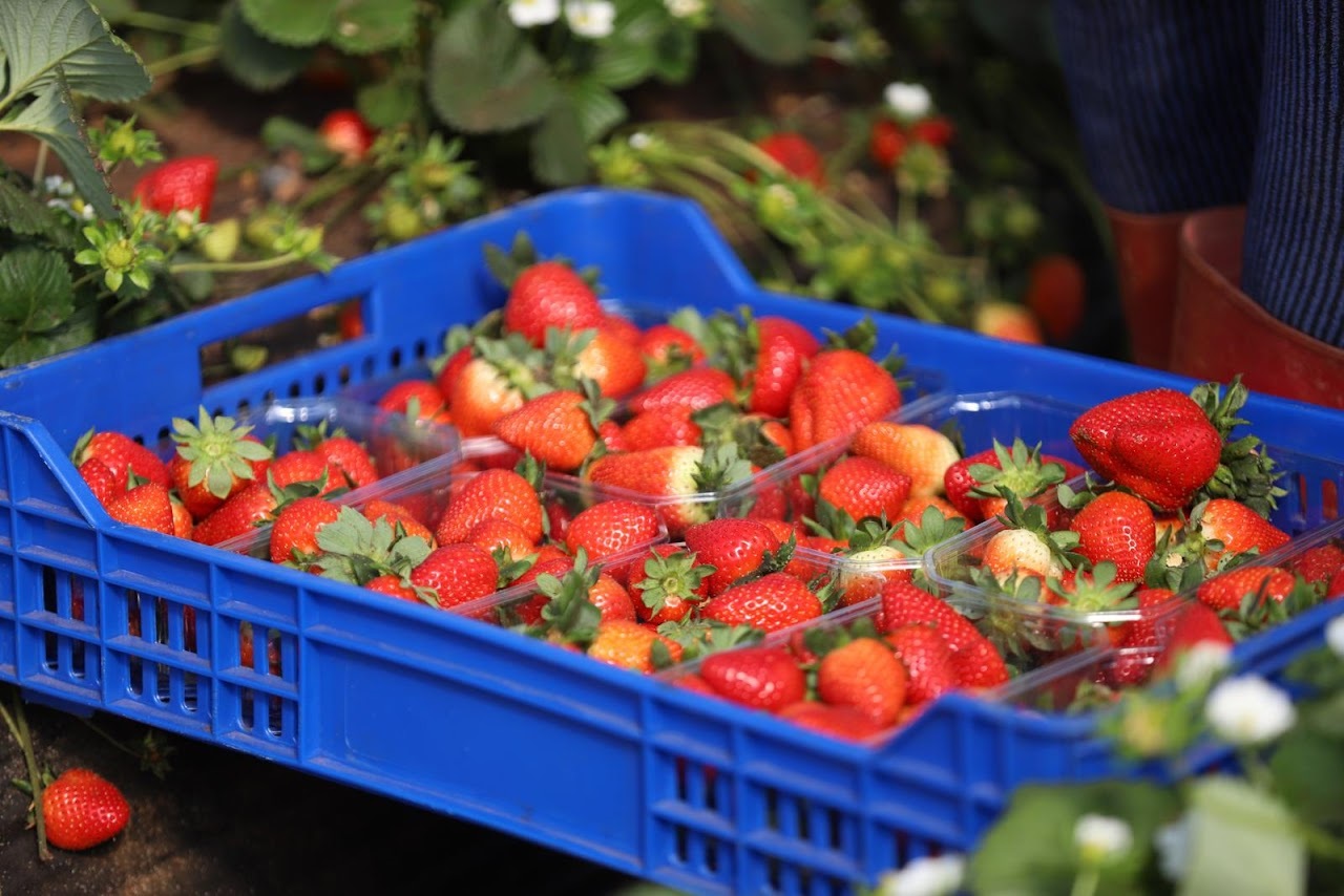 بعد التحذير الأوروبي من فيروس "خطير" في شحنة فراولة قادمة من المغرب.. أونسا لـ "الصحيفة": فتحنا تحقيقا.. وسنُعاقب المتورطين