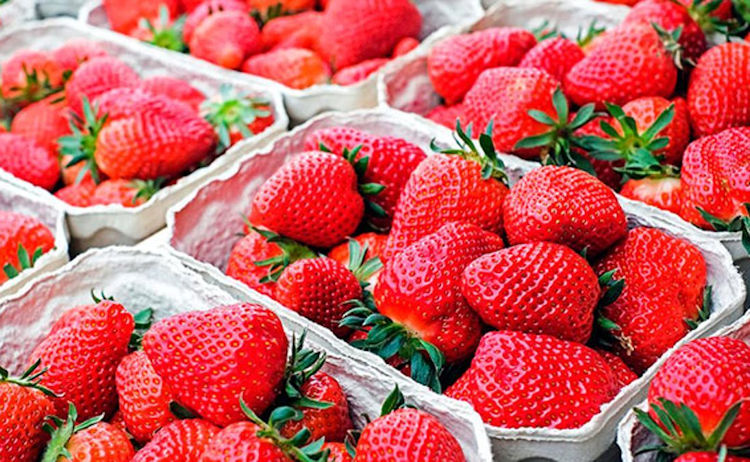 تحذير أوروبي من فيروس في شحنة فراولة قادمة من المغرب يتجه نحو زيادة الحملات المضادة للبضائع الفلاحية المغربية في إسبانيا