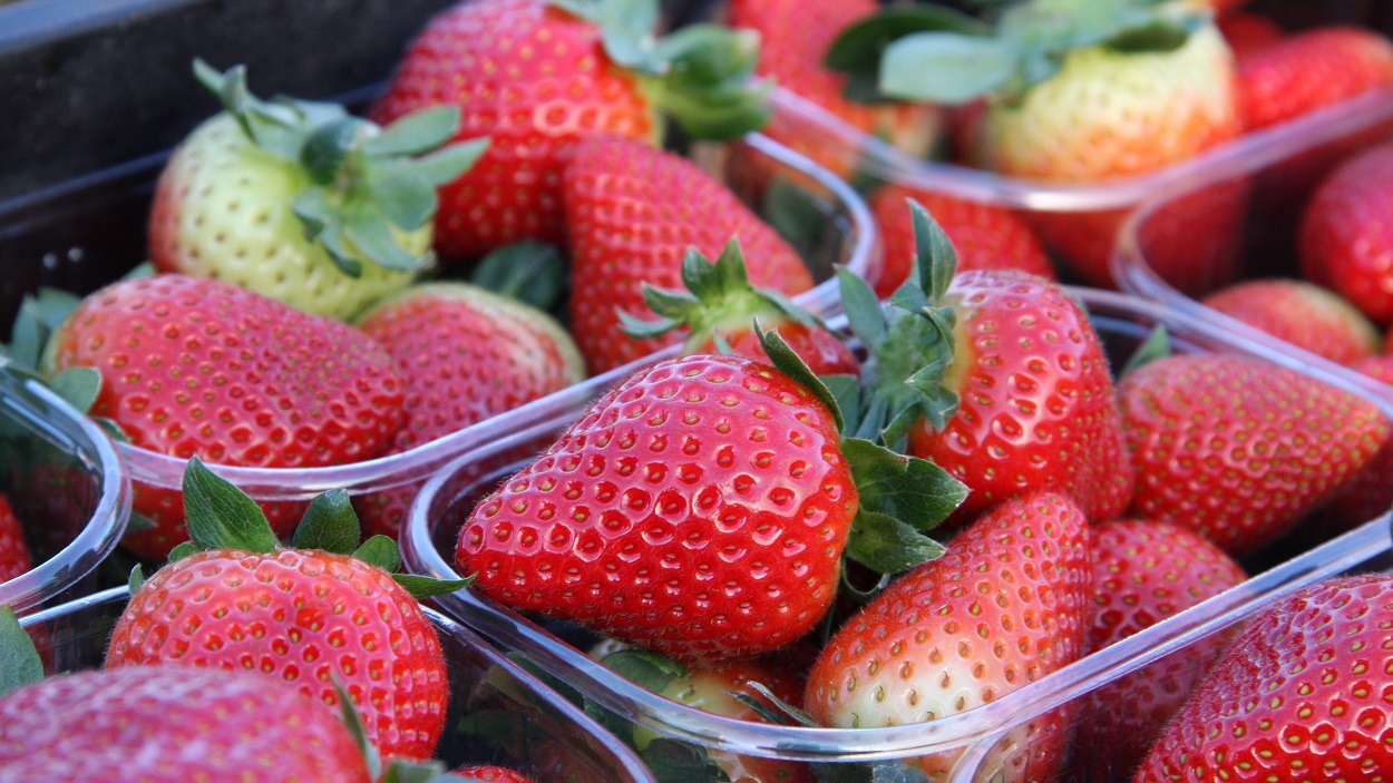  المكتب الوطني للسلامة الصحية: التحاليل المخبرية التي أجريناها على الفراولة الموجهة للتصدير كانت سلبية.. وما نشره نظام الإنذار السريع للأعلاف والأغذية الأوروبي "غير صحيح" 