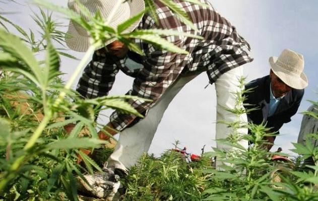 الوكالة الوطنية لتقنين الأنشطة المتعلقة بالقنب الهندي تصدر 2905 تراخيص للاستعمال المشروع