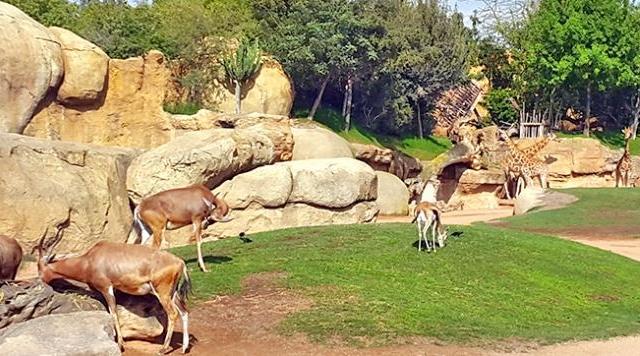 الرباط تحتضن ندوة علمية حول الحفاظ على الحيوانات المتوحشة بالمغرب