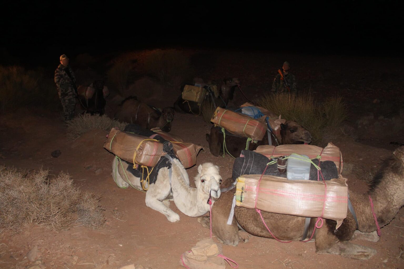  المغرب يجهض عملية تهريب طن ونصف من مخدر "الشيرا" تنقلها الجمال على خط التماس بالحدود الشرقية مع الجزائر 