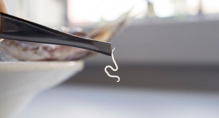 بعد الفراولة.. الاتحاد الأوروبي يعلن حجز شُحنة من المنتجات السمكية القادمة من المغرب بسبب احتوائها على ديدان طفيلية