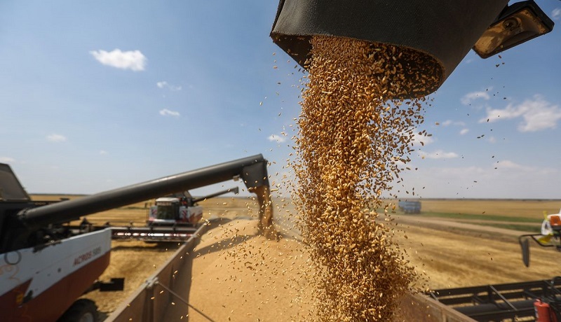 الإنتاج المتوقع من الحبوب في المغرب يقدر بـ 31,2 مليون قنطار في مقابل 55.1 مليون قنطار خلال الموسم الماضي