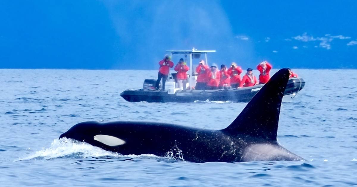 أغرقت زورقا إسبانيا في "كاب سبارتيل".. ظهور حيتان "الأوركا" القاتلة بسواحل طنجة يثير مخاوف بخصوص عملية "مرحبا" وموسم الصيف
