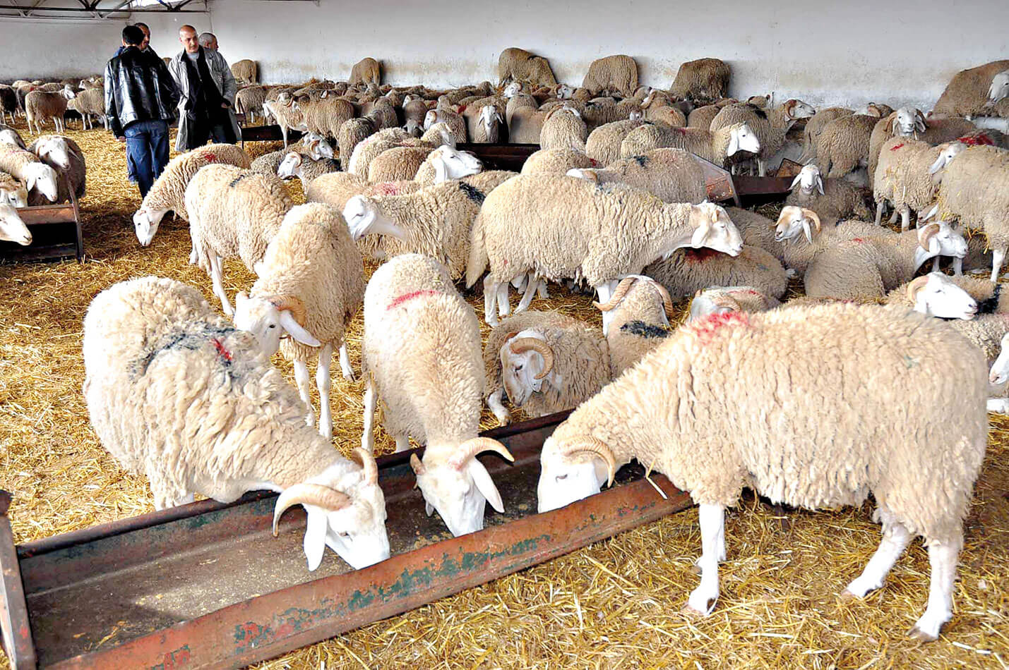  بعد دعم المستوردين بـ 500 درهم لكل رأس.. العيد الأغلى في التاريخ يسائل الحكومة عن مصير 5 ملايير درهم خصصتها لدعم أعلاف المواشي 