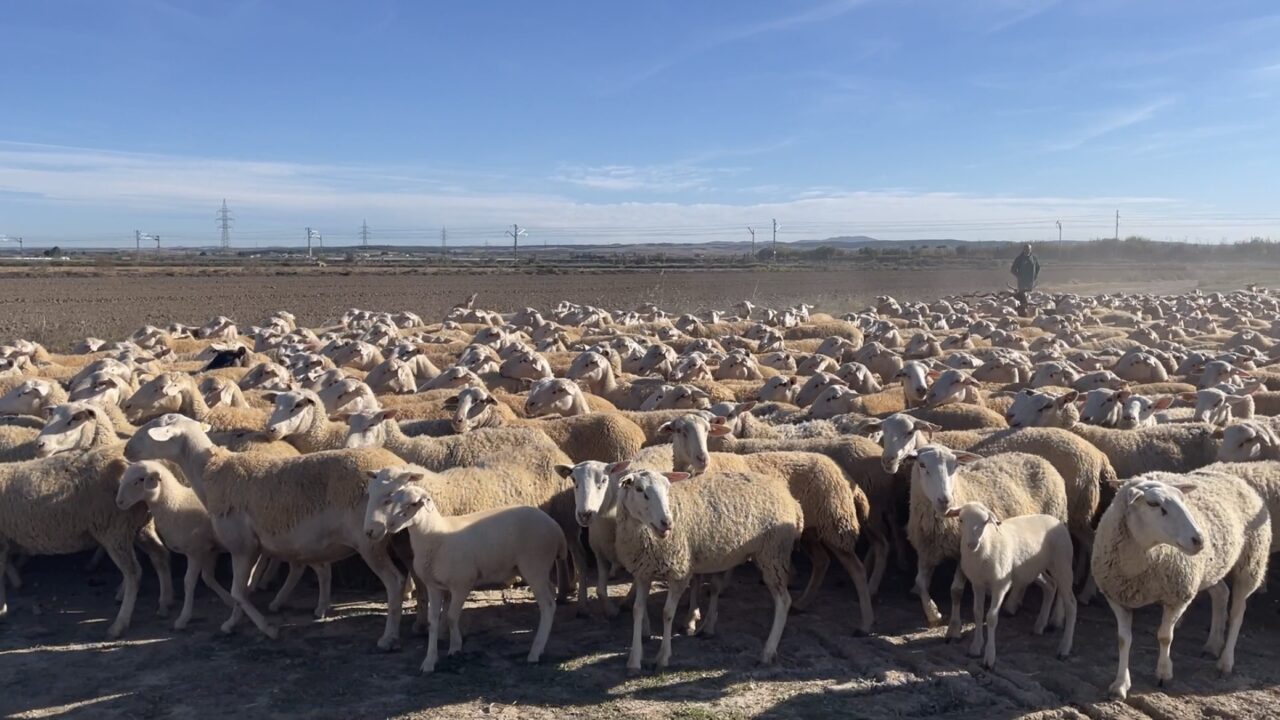  المغرب يصبح أكبر مستورد للأغنام الإسبانية.. والمغاربة يقبلون عليها بسبب ثمنها المنخفض بـ 40 بالمائة عن "الصردي" المغربي 