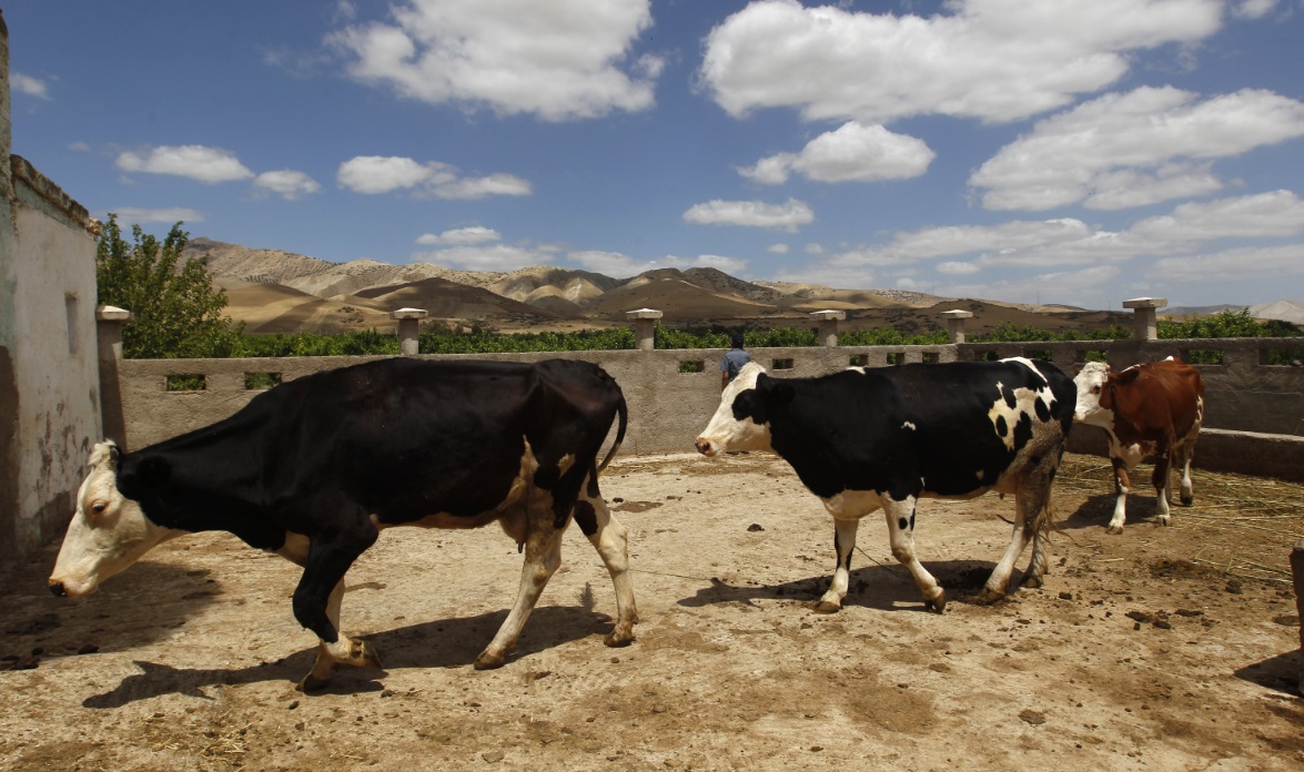 وباء "الجلد العقدي" يستنفر السلطات المغاربية.. ومصادر في وزارة الفلاحة لـ "الصحيفة": إجراءات المراقبة "صارمة" على حدودنا