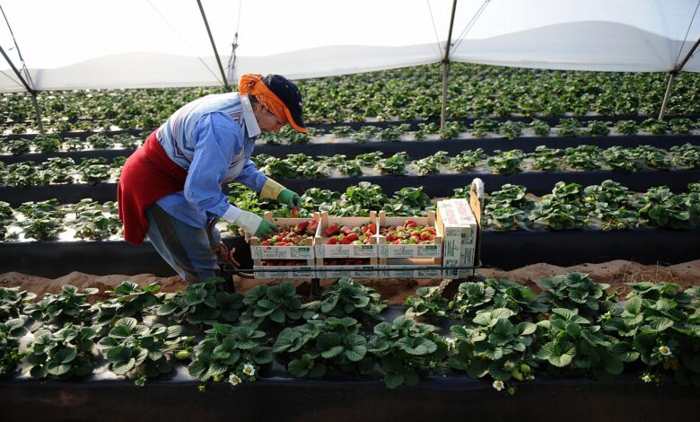 بعد الظروف الصعبة التي عاشها قطاع الفواكه الحمراء المغربية بسبب التبليغات الصحية.. رفع المساحات المزروعة بنسبة 30 في المائة وتشجيع الاستثمارات الأجنبية في القطاع