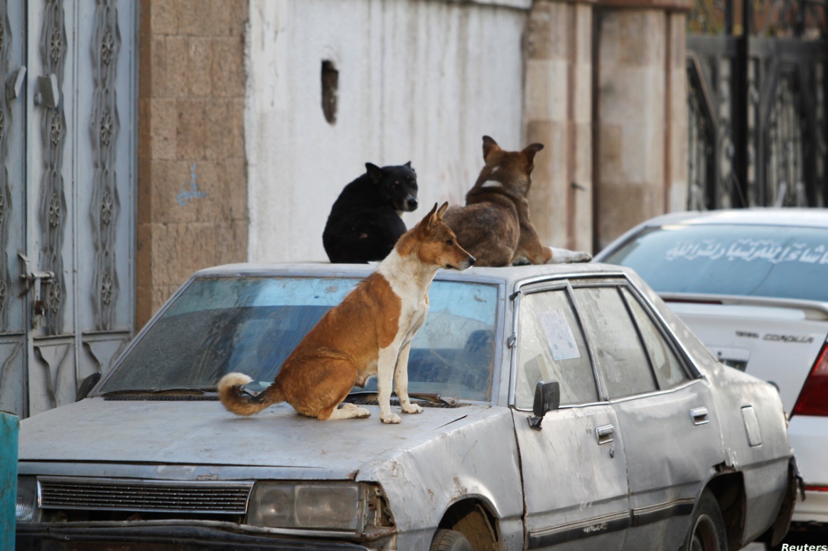 داء الكلب يستنفر الحكومة والإعلام في تونس