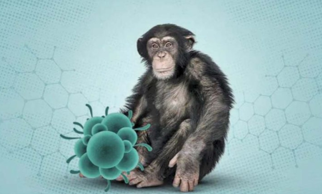  منظمة الصحة العالمية: اختبارات جدرى القردة محدودة في الدول التي يتفشى فيها المرض 